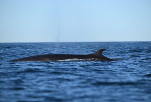 Encontraron dos ballenas muertas en pocos días: qué dicen los expertos sobre los hallazgos en el Río de la Plata
