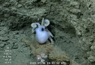 Una Expedicion sin precedentes: Cientificos Argentinos e Internacionales exploran el cañon submarino de Mar del Plata